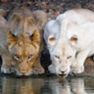 Meet your Posher, Roxanne